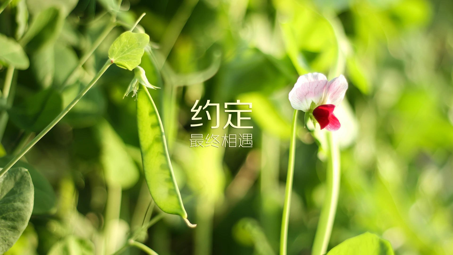 逆转“奇迹之夜”：那些不可思议的战斗记忆，奇迹之夜什么意思