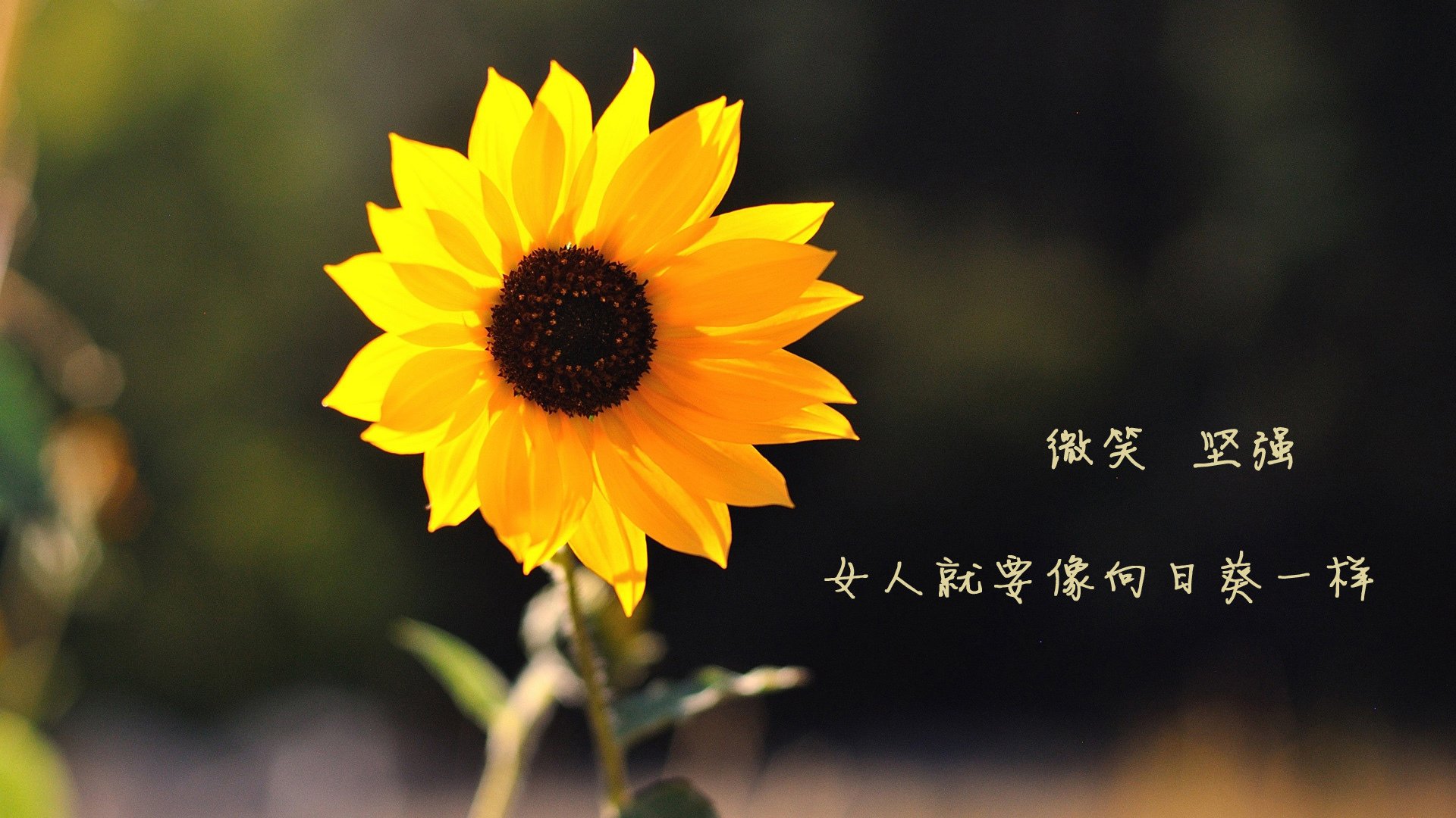 奥地利机会渐现，精彩表现备受瞩目，奥地利什么