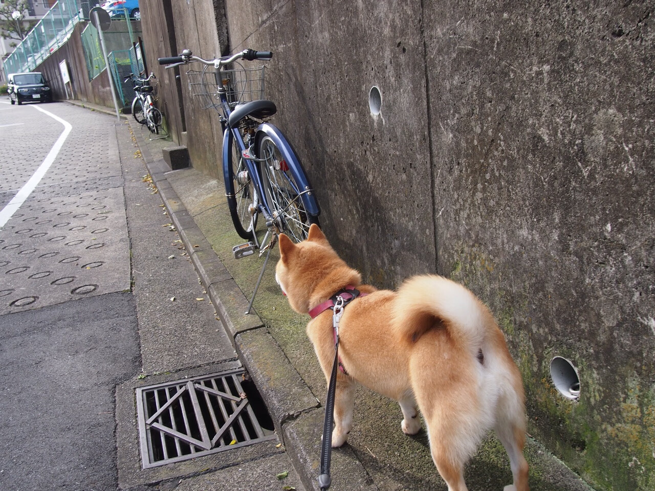 德甲教练团队基于图谱分析优化攻防转换的节奏控制,德甲主教练年薪排行