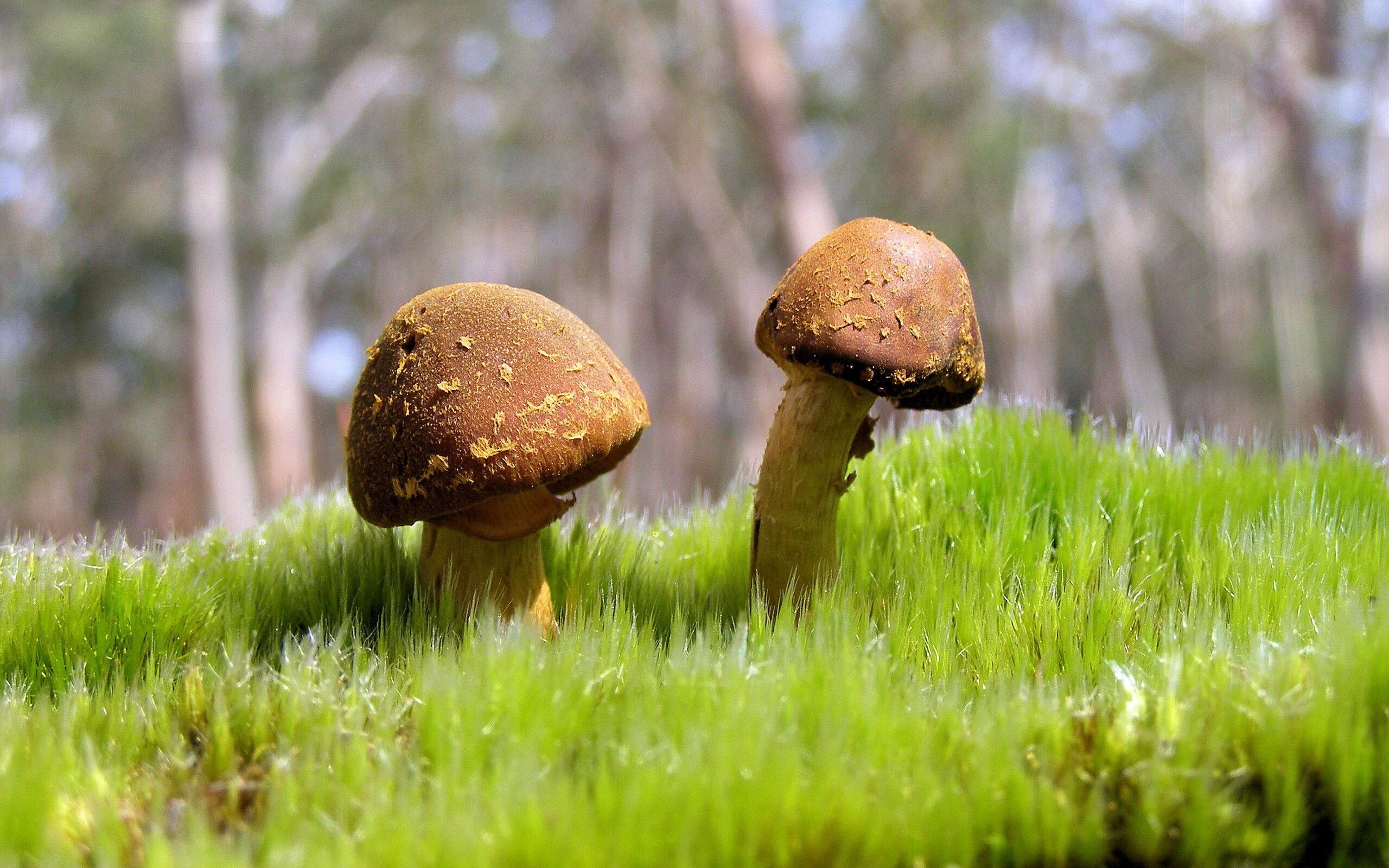 西甲“领跑者大比拼”：皇马vs巴萨，荣誉之战谁更强？