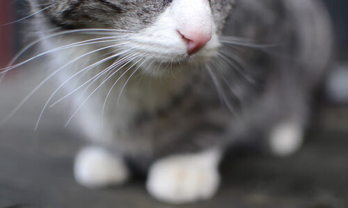 营销创新：足球俱乐部的品牌战略解析，足球俱乐部市场分析