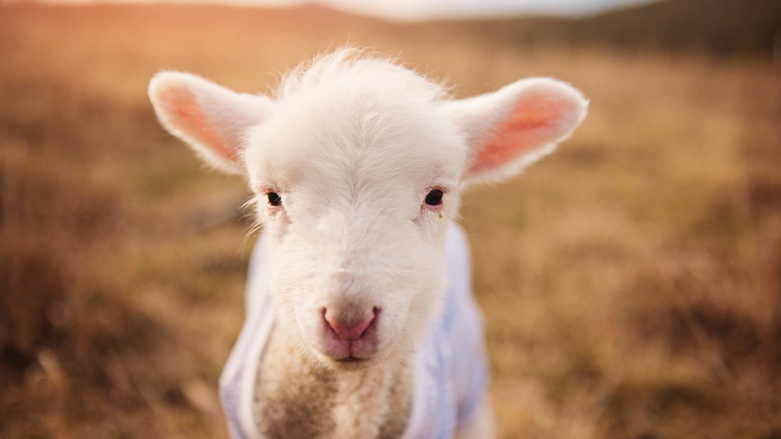 kaiyun.com-东亚杯中国足球出战 球员评分备受瞩目，东亚杯国足大名单