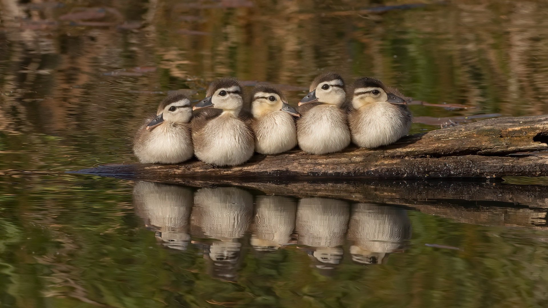 中国三人篮球男队调整首发 尝试新组合，中国三人篮球男队调整首发 尝试新组合的球员