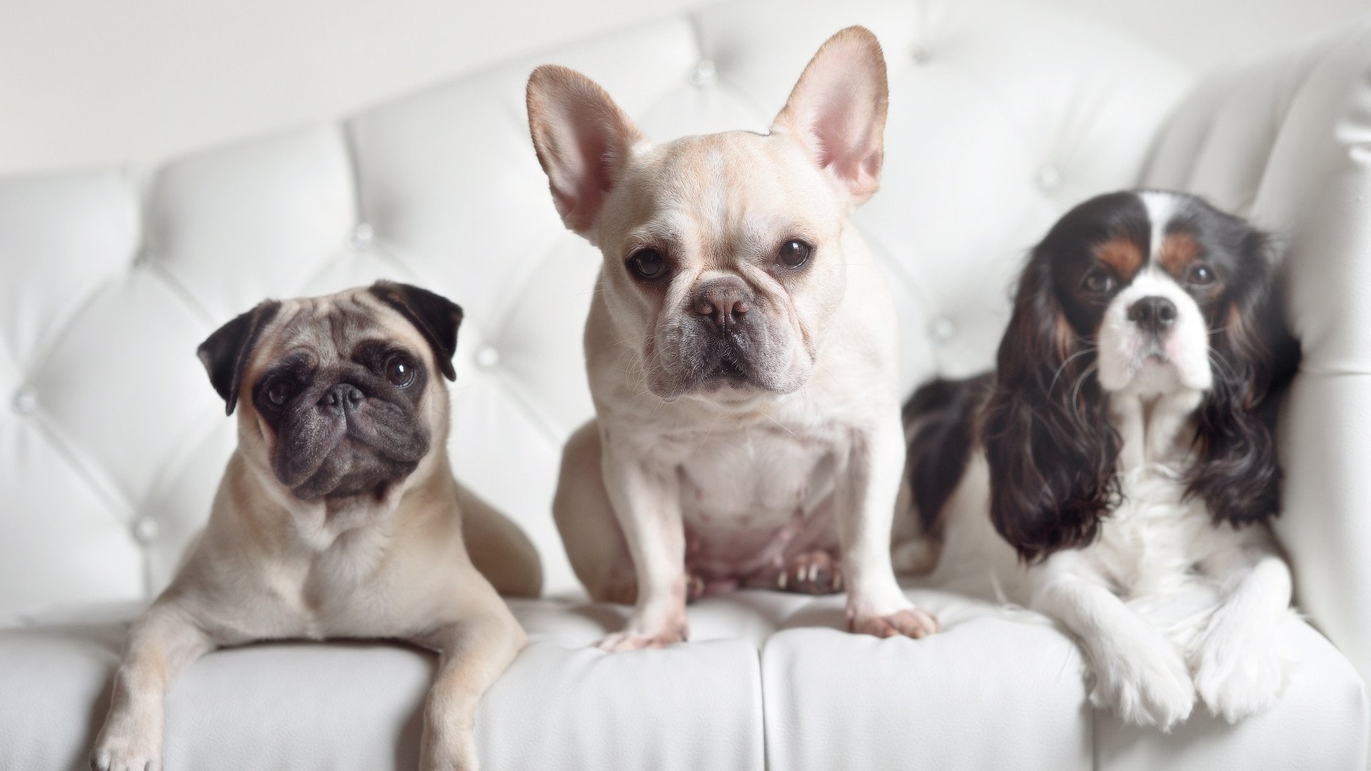 主教练战术库中是否应储备不同节奏的应对方案,主教练技术犯规是什么