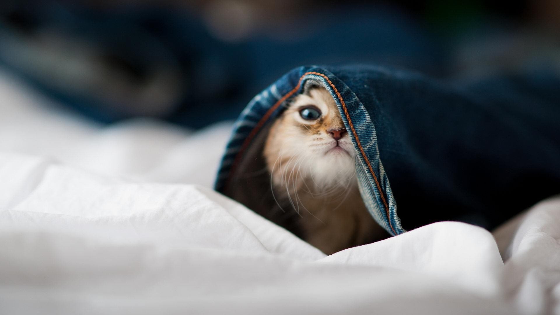 奥预赛中国青年队迎战 球迷现场气氛热烈,中国国家青奥队