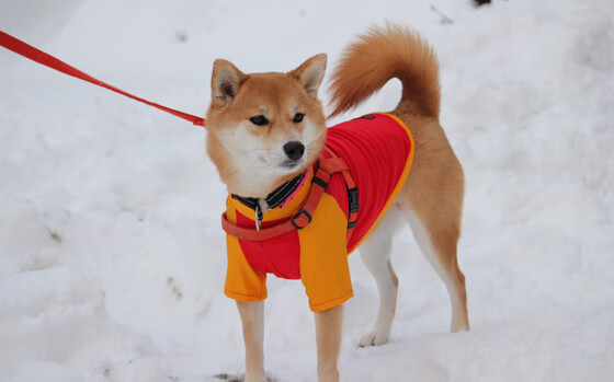 kaiyun登录入口-波兰乒乓队未来：如何通过团队合作与个人能力的结合突破极限，波兰乒乓球名将