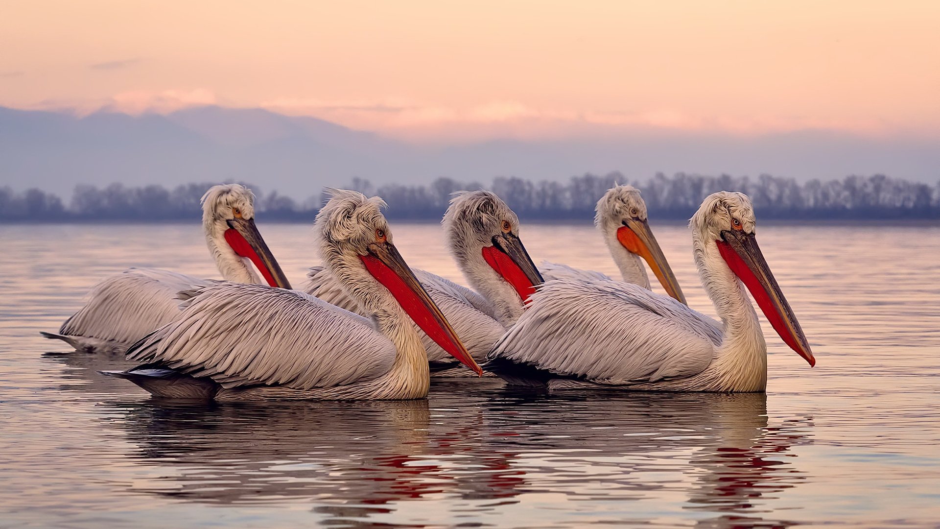 德甲瞬间破门:速度与力量的完美展现!,德甲速度最快现役球员