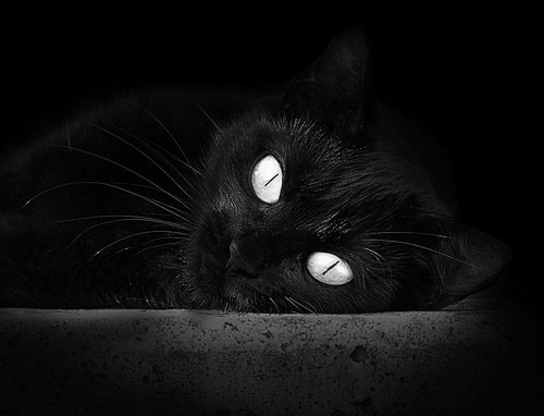 法甲新星崛起：未来之星展现锋芒！，fifa未来之星