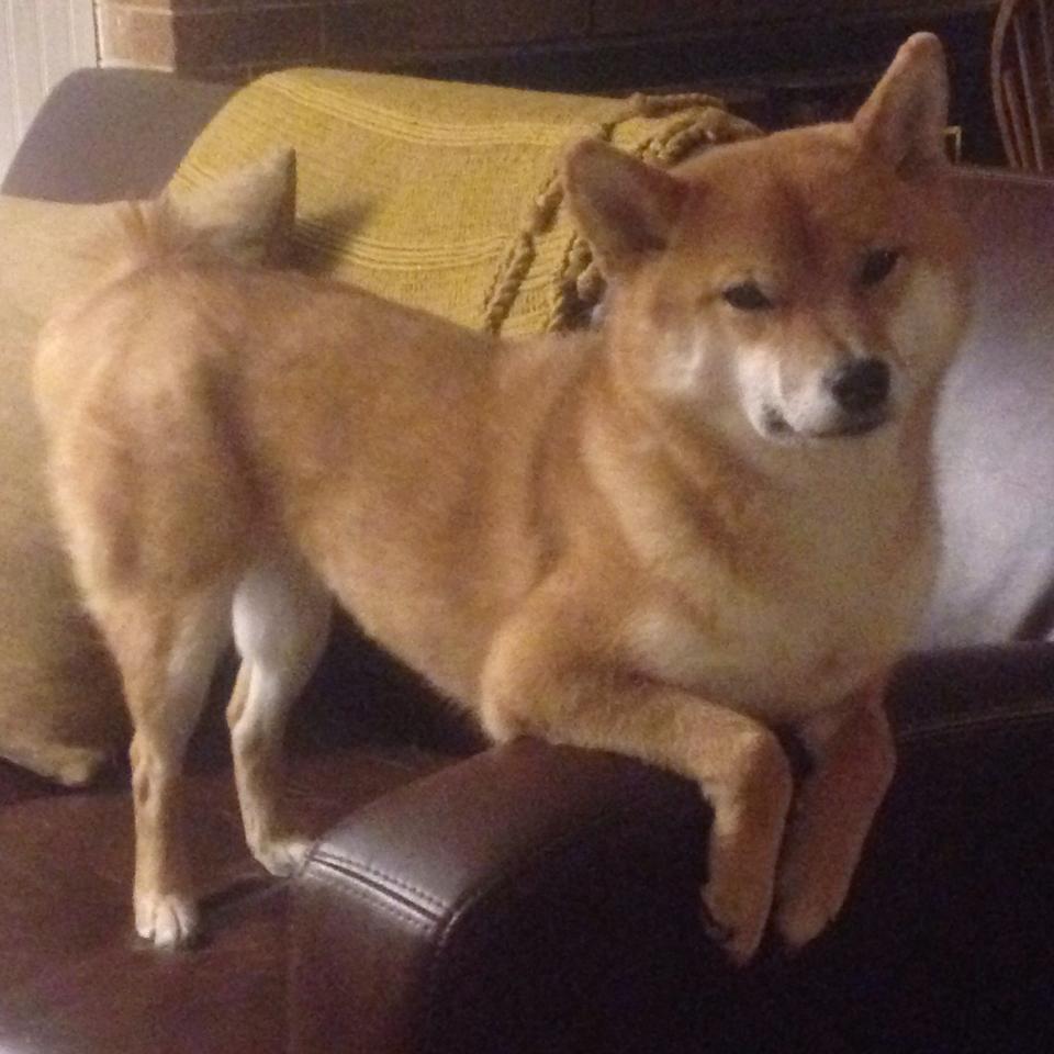 法甲英雄辈出：带领球队冲刺荣耀，法甲的强队