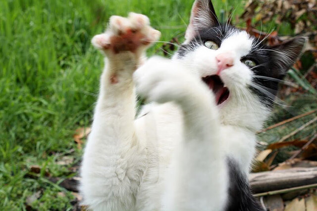 特色足球文化在海外推广,成为国际交流的重要桥梁,足球文化的魅力