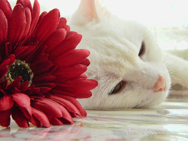 皮特·斯图斯:他在南非队中的领导力是无可替代的,皮特温特斯坦